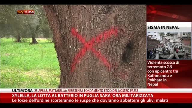 Xylella, lotta a batterio in Puglia sarà ora militarizzata