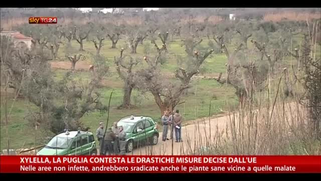 Xylella, Puglia contesta le drastiche misure decise dall'Ue