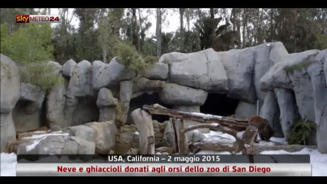 Neve e ghiaccioli donati agli orsi dello zoo di San Diego