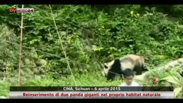 Cina, reinserimento di panda giganti nell'habitat naturale