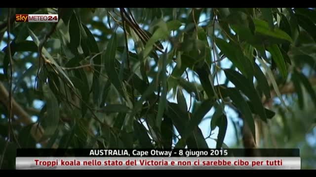 Troppi koala a Melbourne