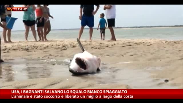 Usa, bagnanti salvano uno squalo bianco spiaggiato