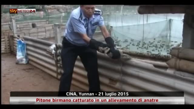 Cina, catturato pitone nello Yunnan