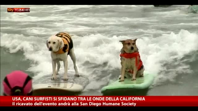 California, cani surfisti si sfidano tra le onde