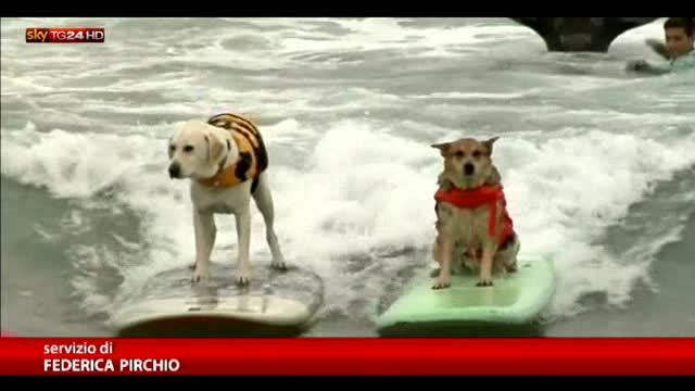 Cani surfisti si sfidano tra le onde della California