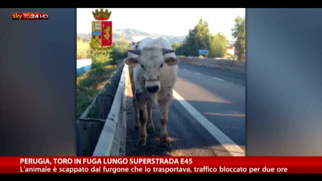 Perugia, Toro in fuga lungo superstrada E45