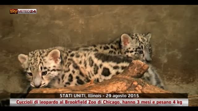 Cuccioli di leopardo allo zoo di Chicago