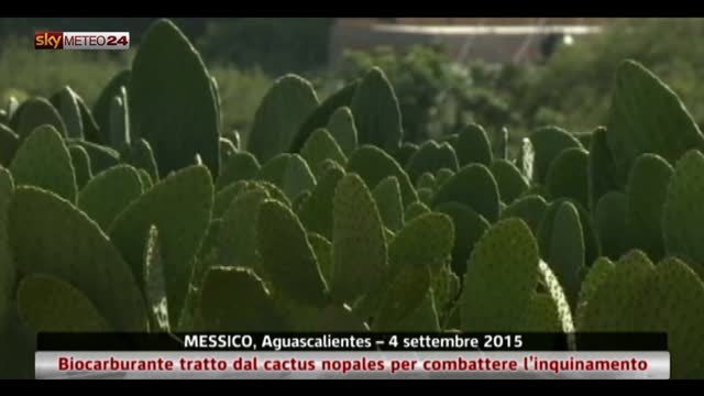 In Messico si produce biocarburante da un cactus