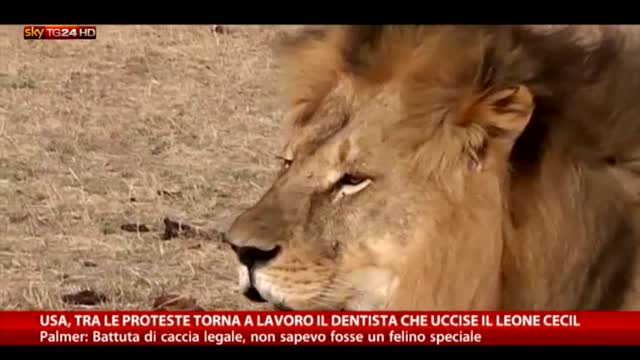 Usa, torna al lavoro il dentista che uccise il leone Cecil