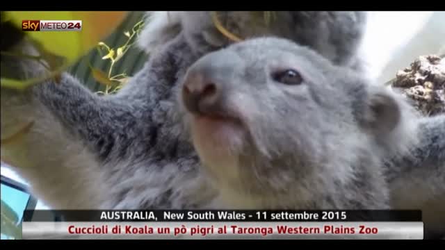 Cuccioli di Koala allo zoo di Dubbo