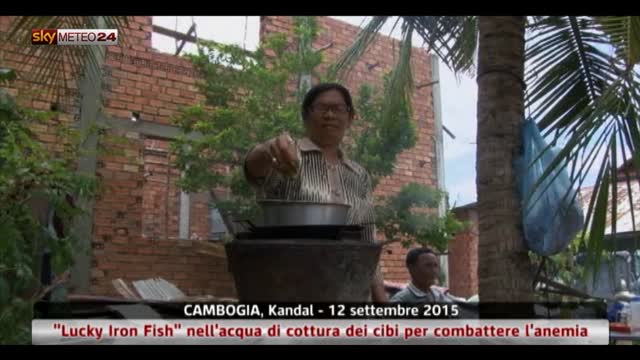 Pesce di ferro per curare l'anemia in Cambogia