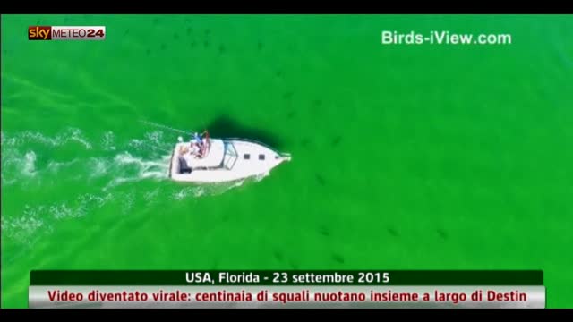 Centinaia di squali nuotano insieme vicino coste Florida