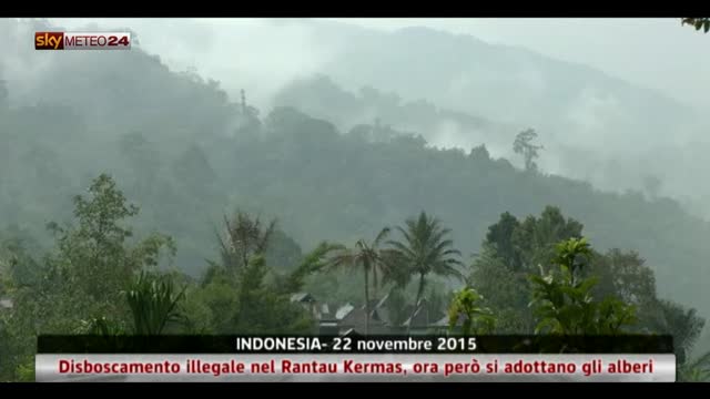 Disboscamento illegale in Indonesia e rimedi