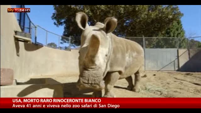 Usa, morto raro rinoceronte bianco