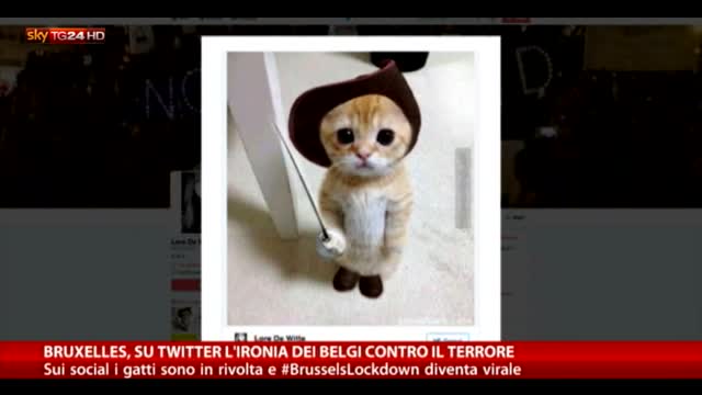 Belgio, ecco il "patriot cat": gattini contro il terrore