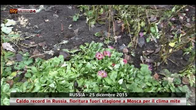 In Russia fioriture fuori stagione