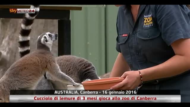 Lemuri allo zoo di Canberra in Australia