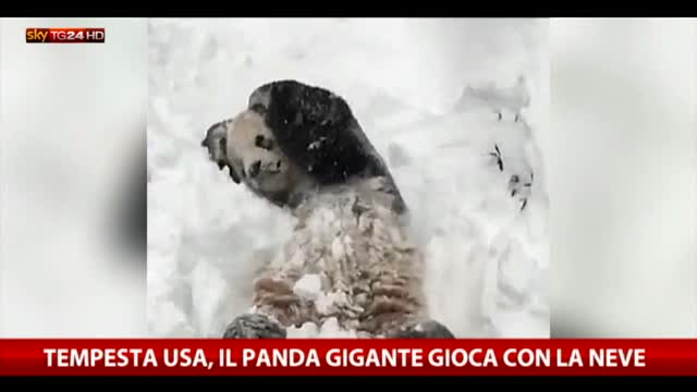 Tempesta Usa, il panda gigante gioca con la neve
