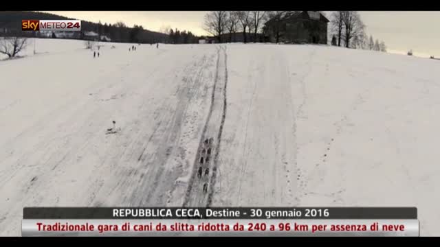 Gara di cani da slitta senza neve in Repubblica Ceca