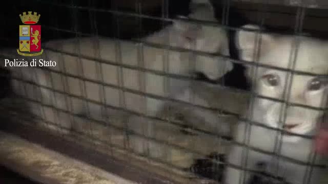 Cuccioli di leone soccorsi dalla polizia stradale
