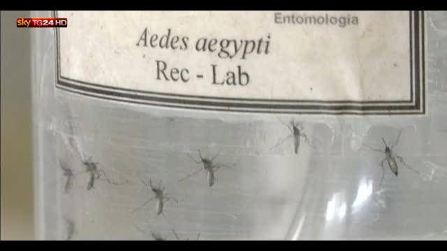 Zika, per l'Oms è emergenza internazionale