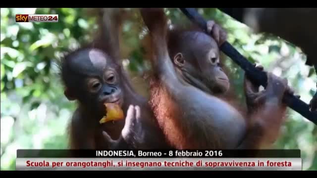 Scuola per orangotanghi