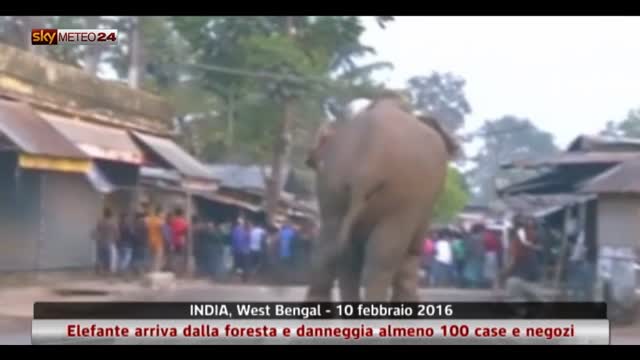 Elefante danneggia 100 baracche in India