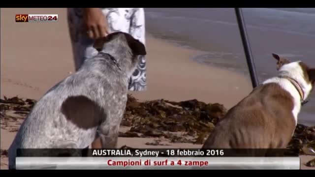 Cani da surf in Australia