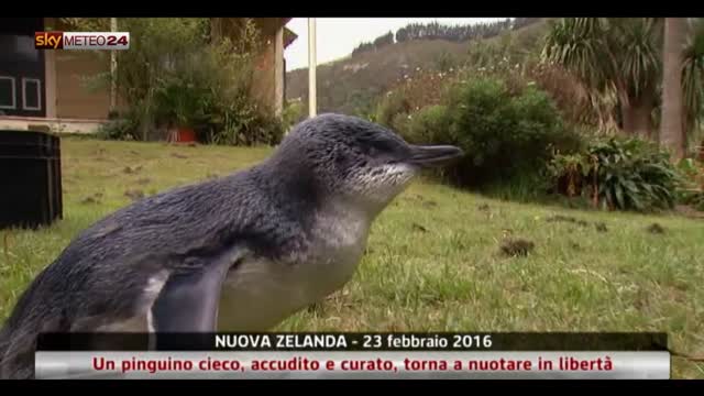 Il pinguino cieco torna a nuotare in Nuova Zelanda