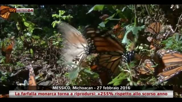Riproduzione della farfalla monarca in Messico