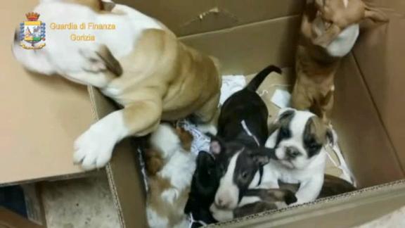 Gorizia, 40 cuccioli di cane per mercato illegale, 3 denunce