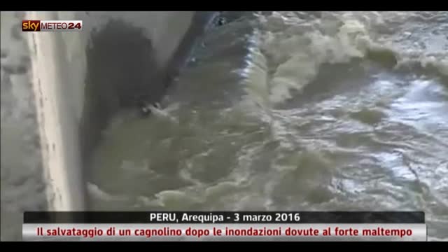 Il salvataggio di un cagnolino dalle inondazioni in Perù