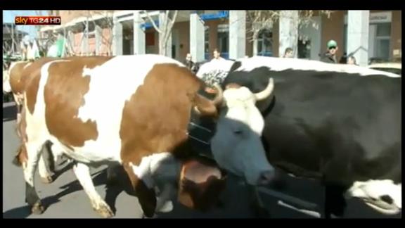 Protesta degli allevatori: marcia delle vacche a Carmagnola