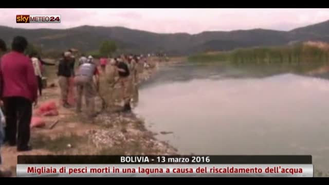 Ecatombe di pesci in Bolivia