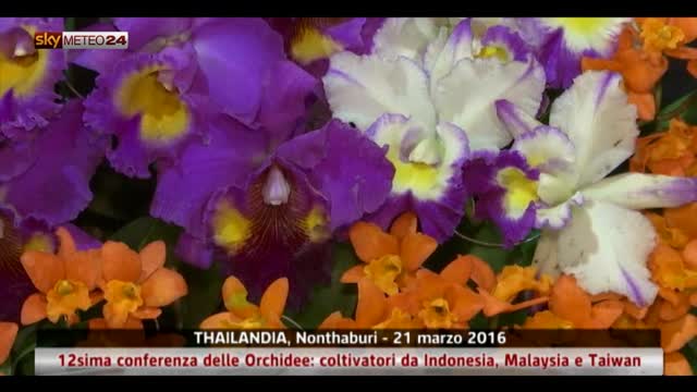 Orchidee dalla Thailandia 