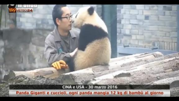 Panda Giganti in Cina e negli Usa