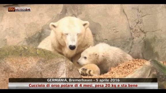 Cucciolo di orso polare in Germania