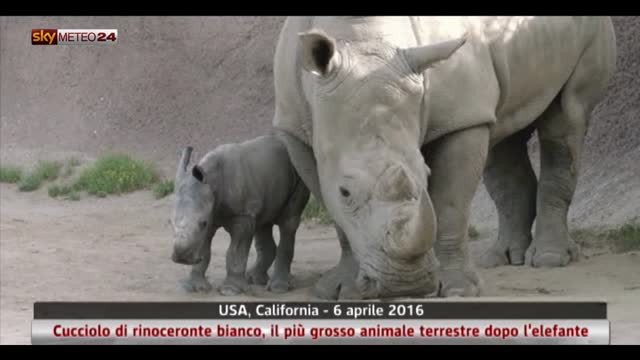 Cucciolo di rinoceronte in California