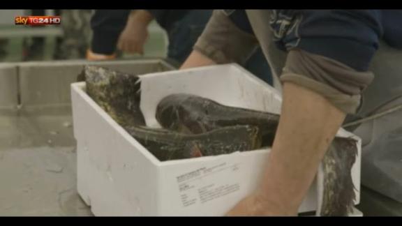 La pesca di frodo nel Po: l'anteprima di Vice on SkyTG24