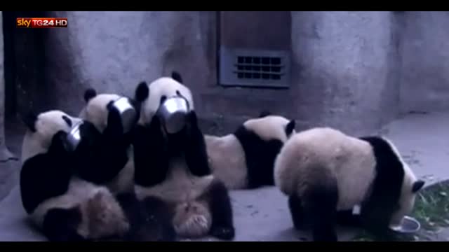 Cina, l'ora del pasto per i panda giganti
