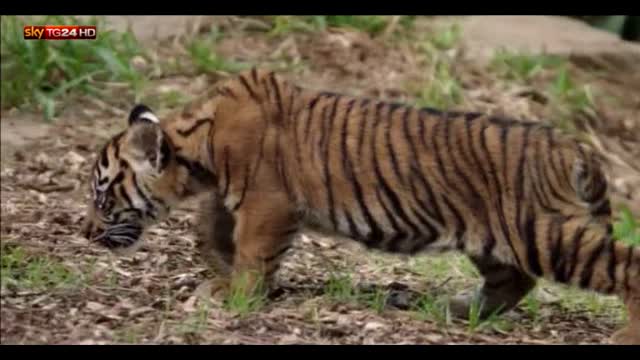 Usa, i giochi dei cuccioli di tigre nello zoo di San Diego