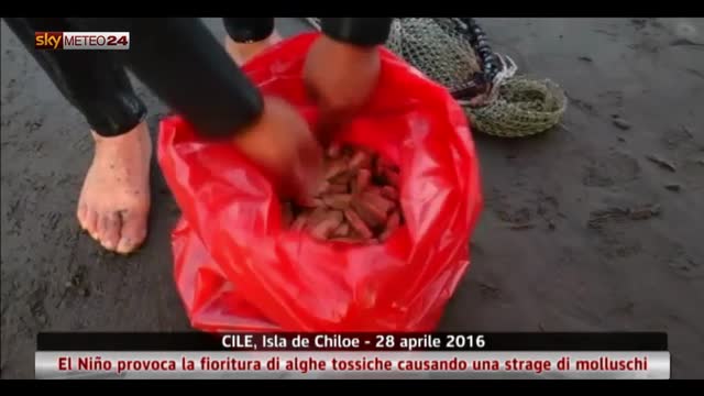Alghe tossiche e moria di molluschi in Cile