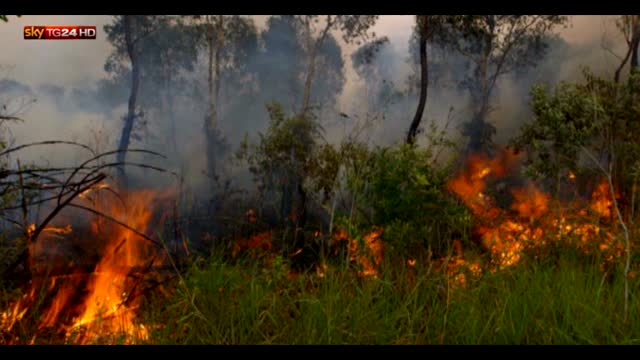 Vice on Sky Tg24: deforestazione per l'olio di palma