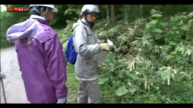 Giappone: lasciano figlio nel bosco per punizione, disperso