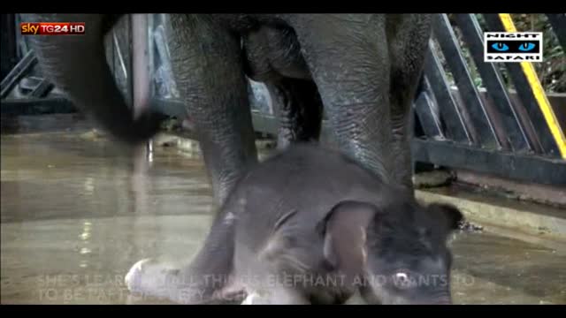 Singapore, il primo elefantino allo zoo dopo sei anni