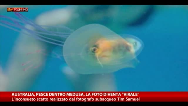 Australia, pesce dentro medusa: la foto fa il giro del web