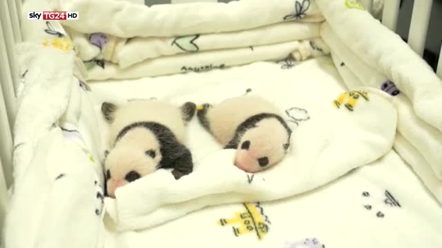 Vita da panda a Macao