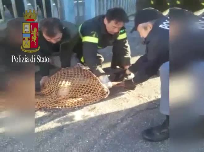 Capriolo incastrato in una cancellata: salvato dalla polizia