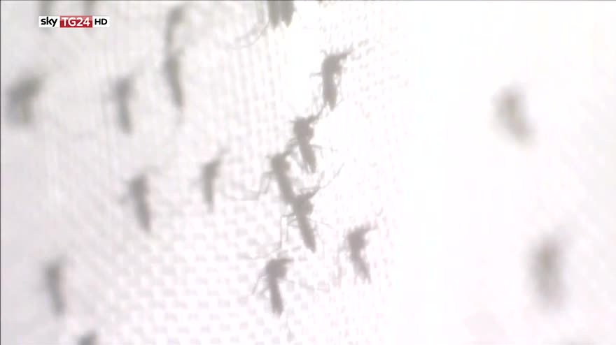 Chikungunya, primo caso in lombardia