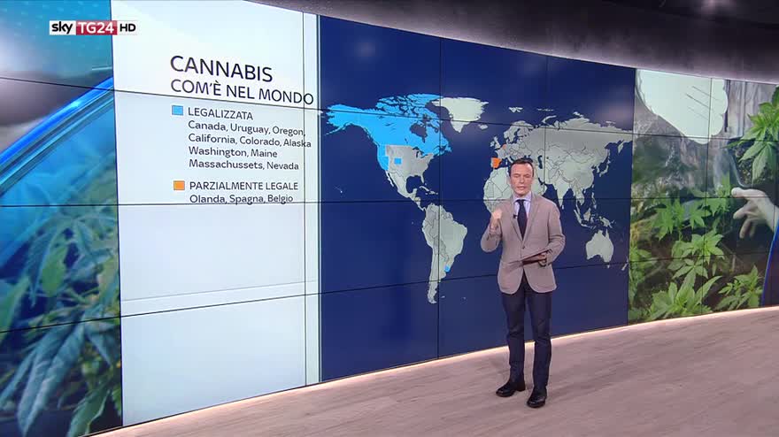 Cannabis, com'è la situazione nel mondo: Sky Wall